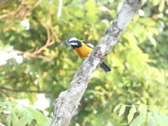 Spindalis nigricephala