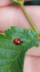 Adalia bipunctata