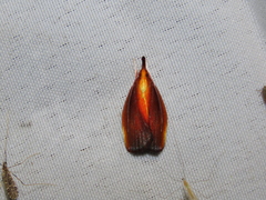 Lethata