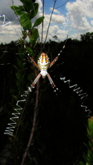 Argiope florida
