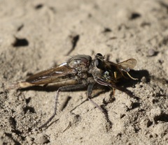 Proctacanthus milbertii