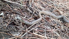 Pituophis catenifer deserticola
