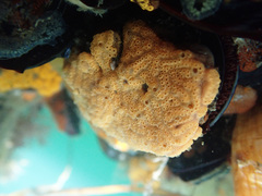 Botrylloides violaceus