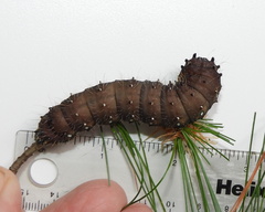 Eacles imperialis pini