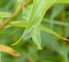 Chrysopa oculata
