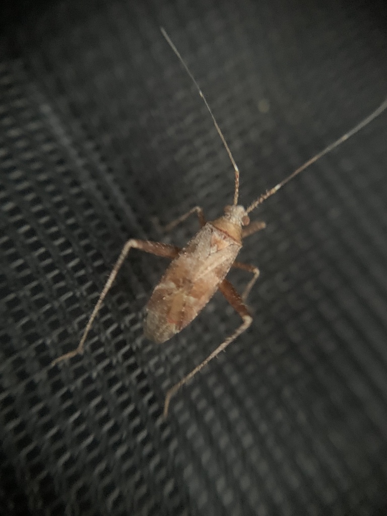Phytocoris jucundus