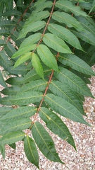 Ailanthus altissima