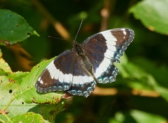 Limenitis arthemis arthemis