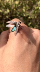 Ectinogonia buquetii