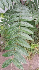 Ailanthus altissima