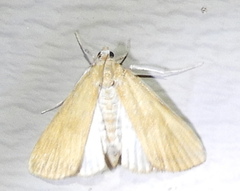 Elophila