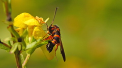 Synanthedon sapygaeformis