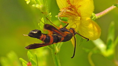 Synanthedon sapygaeformis