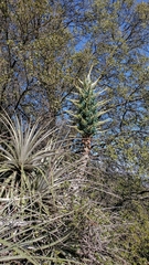 Puya alpestris