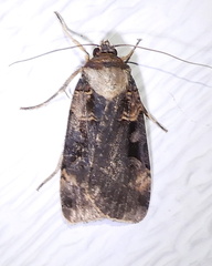 Pseudohermonassa bicarnea