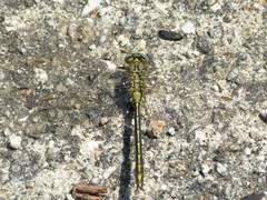 Gomphus pulchellus