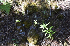 Lilium