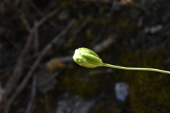 Lilium