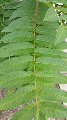 Ailanthus altissima