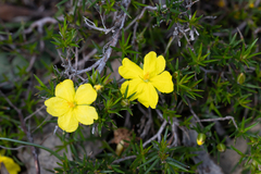 Hibbertia exutiacies