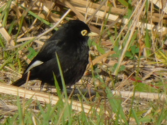 Hymenops perspicillatus