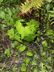 Acer platanoides