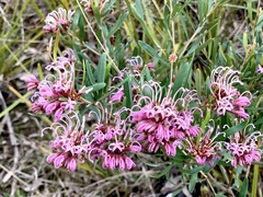 Grevillea sericea