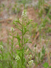 Lepidium densiflorum