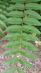 Ailanthus altissima