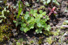 Hydrocotyle foveolata