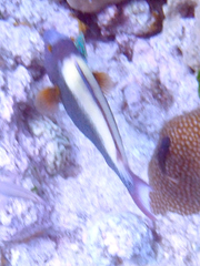 Cetoscarus ocellatus
