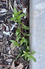 Lysimachia clethroides