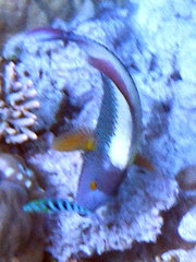 Cetoscarus ocellatus