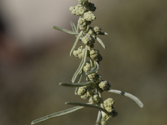 Atriplex canescens