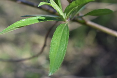 Baccharis punctulata