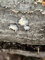 Radulomyces copelandii