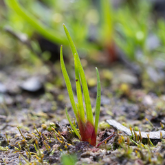 Centrolepis aristata