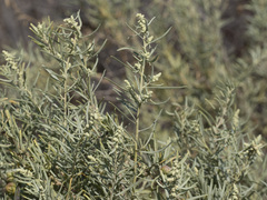 Atriplex canescens