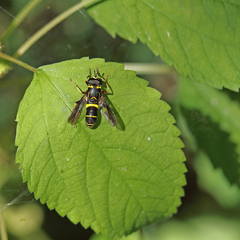 Spilomyia sayi