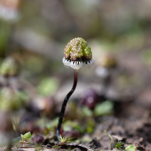 Asterella drummondii photographed in Australia