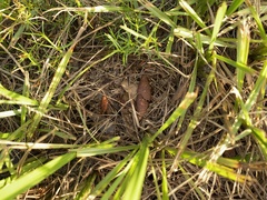 Spharagemon crepitans