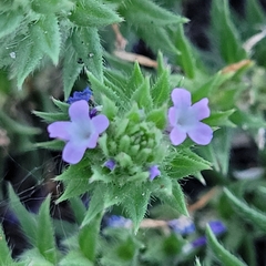 Verbena bracteata