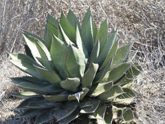 Agave shawii