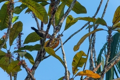 Pachyramphus minor
