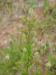 Lepidium densiflorum