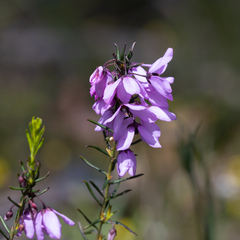 Tetratheca pilosa