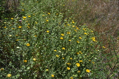 Grindelia squarrosa quasiperennis