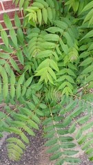 Ailanthus altissima
