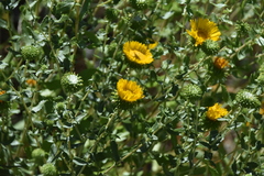 Grindelia squarrosa quasiperennis