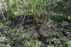 Baccharis punctulata